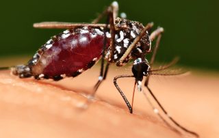 Mosquito Camping | Kimberley Kampers