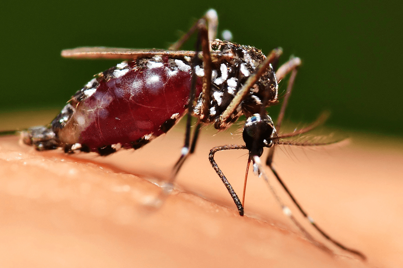 Mosquito Camping | Kimberley Kampers